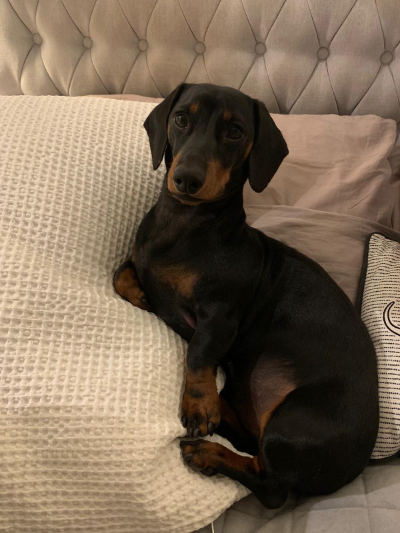 Black and brown dachshund lying on a bed with a tufted headboard.